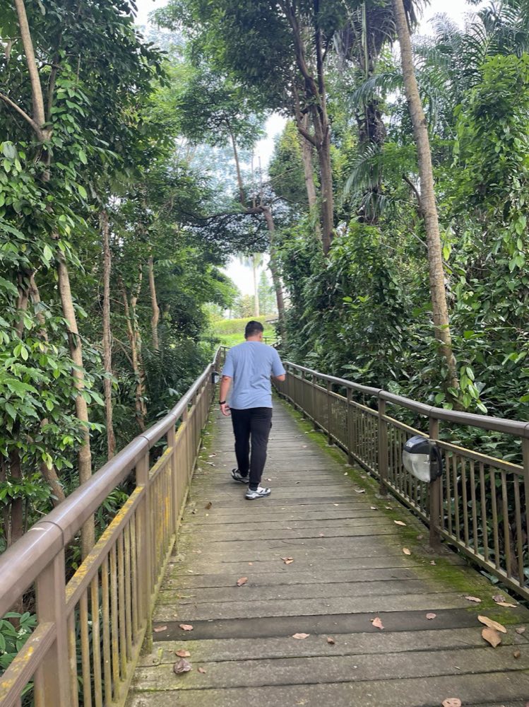 Walking a wooden boardwalk through dense rainforest in Singapore